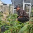 Caption : Sekretaris Kelurahan Bojongsari Baru, Samsuri saat memanen cabai sebagai upaya KRPL di wilayah Bojongsari Baru, Bojongsari, Depok. (Dicky)