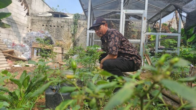 
					Caption : Sekretaris Kelurahan Bojongsari Baru, Samsuri saat memanen cabai sebagai upaya KRPL di wilayah Bojongsari Baru, Bojongsari, Depok. (Dicky)