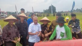 Jaksa Agung Muda Intelijen, Reda Manthovani bersama Menteri Menteri Desa dan Pembangunan Daerah Tertinggal dan Transmigrasi, Yandri Susanto dan seluruh pejabat di lingkup Provinsi Lampung, saat panen raya di wilayah Lampung Tengah. (Dokumen Kejari Lampung Tengah) 