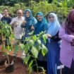 Camat Bojongsari, Rijal Farhan saat mengikuti giatan gerakan Depok menanam cabai serentak di Kelurahan Curug, Bojongsari, Depok.