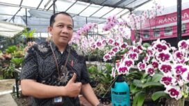 BRI KC Pasar Minggu Salurkan KUR Mikro, salah satunya ke pembudidaya anggrek bulan. Foto : Istimewa