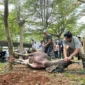 Proses pemotongan kebo andil pada Lebaran Depok 2026.